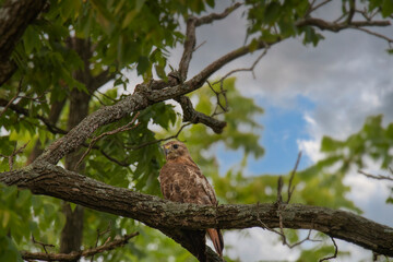 Red tailed hawk in a black walnut tree