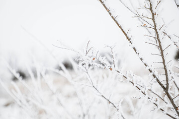 Winter in Nebraska