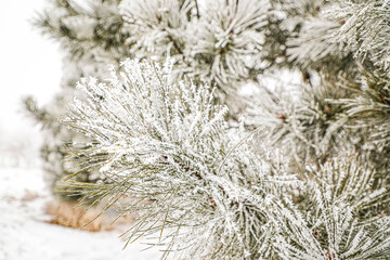 Winter in Nebraska