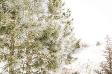 Fototapeta premium Winter in Nebraska