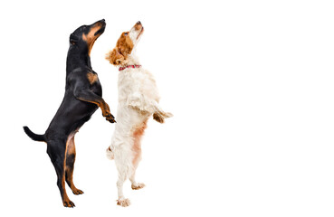 Two dogs standing on hind legs looking up isolated on white background