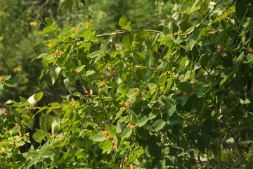 green tree