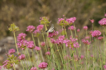 papillons dans la garigue