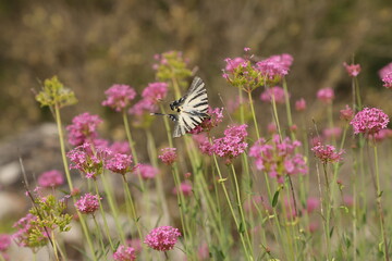 papillons dans la garigue