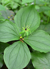 In spring, paris quadrifolia blooms in the forest