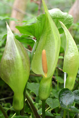 Arum besserianum blooms in the forest in spring.