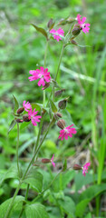 Silene dioica grows in the wild