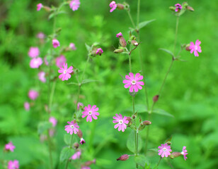 Silene dioica grows in the wild