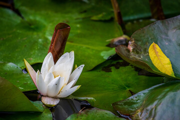 flower of the white water lily in a pond