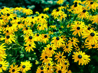 Yellow flowers of rudbeckia hirta called orange coneflower or blackeyed susan