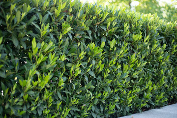 Tea plantation. Tea production. Camellia