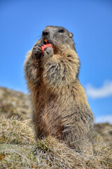 Murmeltier, Murmeltiere, Mankei, Munggen, Nagetier, Erdhörnchen, Marmotini, Murmel,...