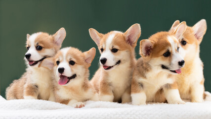 Pembroke Welsh Corgi Dog Outside