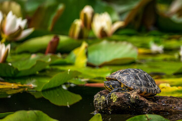 Terrapin lie on a rock in the water