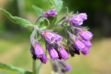 In the meadow, the comfrey (Symphytum officinale) is blooming