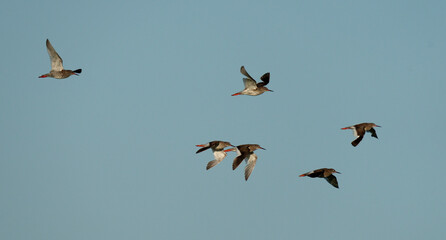 Common Redshank, Tringa totanus