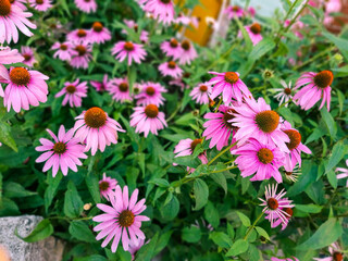 Purple coneflower or pink black eyed susan flowers, rudbeckia hirta