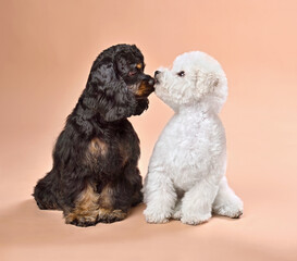 Two funny puppies kiss each other