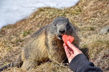 Murmeltier, Murmeltiere, Mankei, Munggen, Nagetier, Erdhörnchen, Marmotini, Murmel,...