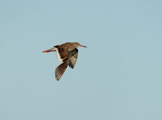 Common Redshank, Tringa totanus
