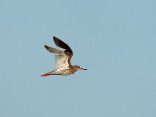 Common Redshank, Tringa totanus