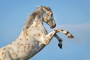 Rearing appaloosa horse