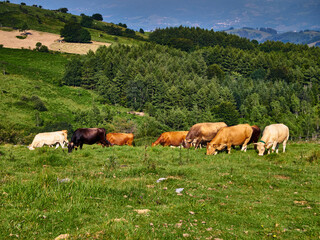 Paisajes durante la subida al monte Ernio