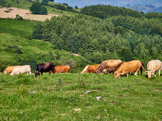 Paisajes durante la subida al monte Ernio
