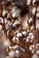 different views of cotton plants