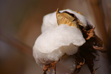 different views of cotton plants