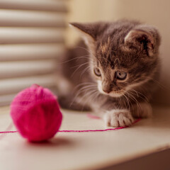 cute ashy kitten playing with a pink ball of thread on the windowsill.