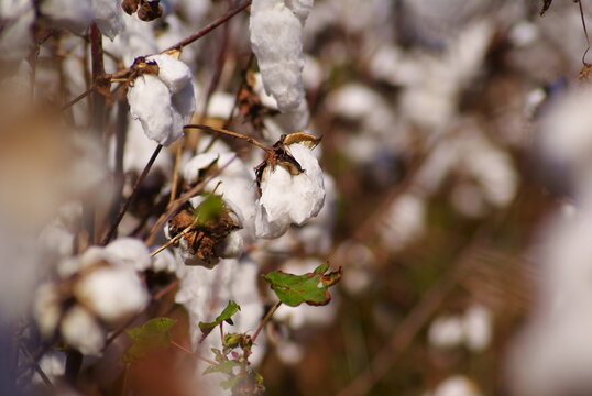 different views of cotton plants