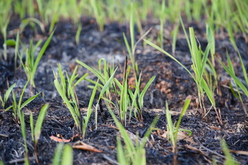 closeup grass growing after a fire