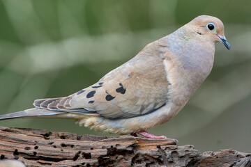 Close Up of Mourning Dove with Puffed Up Throat Perched on Driftwood in South Central Louisiana