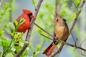 Northern Cardinal Pair Perched in Tree in Spring in Louisiana