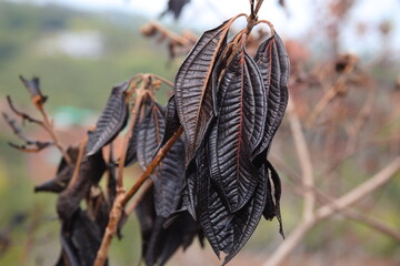 burnt leaves after fire