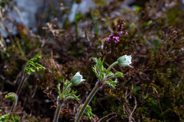 Pulsatilla alpina growing in mountains, close up 