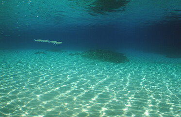 underwater , sea pool , carobbean sea , Venezuela
