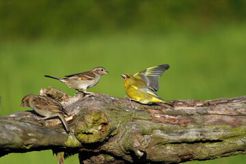 Naklejka premium The house sparrow (Passer domesticus) and European greenfinch, or just greenfinch (Chloris chloris) fighting on a branch near the feeder.A typical image of a European songbird feeder.