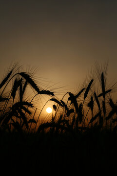 Vertical shot of wheat silhouettes in a field during the golden sunset in the evening