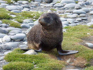 Feisty fur seal in training