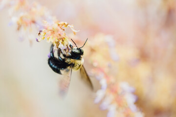 Bee at work 