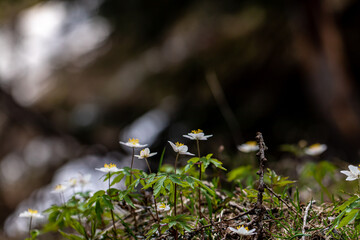 Anemonoides nemorosa flower in forest, close up