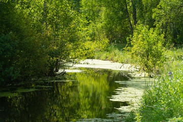Forest lake in summer in sunny weather