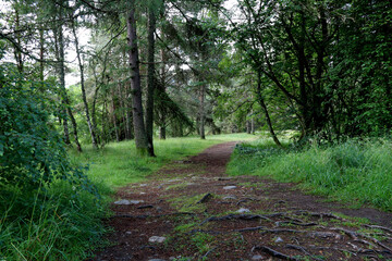 Footpath Through Woodland in the Scottish Highlands