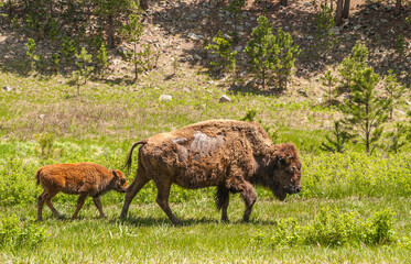 Black Hills, Keystone, SD, USA - May 31, 2008: Custer State Park. Closeup, Brown calf trails mother bison walking in green grass with brownish mountain flank as backdrop.