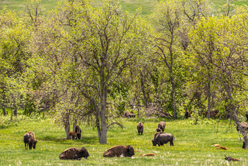 Black Hills, Keystone, SD, USA - May 31, 2008: Custer State Park. Group of brown bisons found shade under light green foliage of trees on prairie.