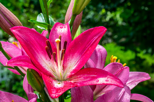 lily flowers in a summer garden in macro photos