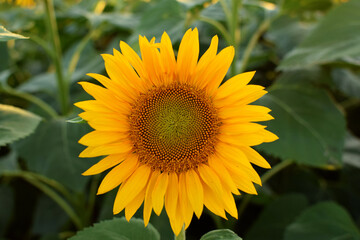 Sunflower flower in the field. Bright yellow flower in the summer. Close up