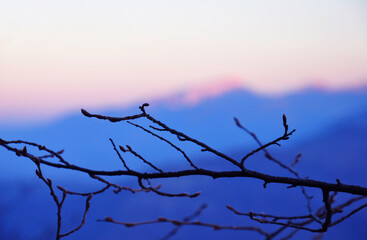 Branches against the background of the sunset sky in the mountains.